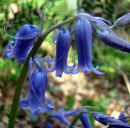 Hyacinthoides non-scriptus, Bluebells