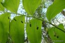 Polygonatum multiflorum, Solomon's-seal