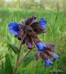 Pulmonaria officinalis, Lungwort