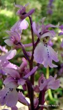 Early Purple Orchid (Orchis mascula)