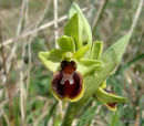 Small Spider Orchid (Ophrys araneola)