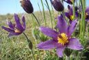 Pulsatilla patens, Pasque-flower