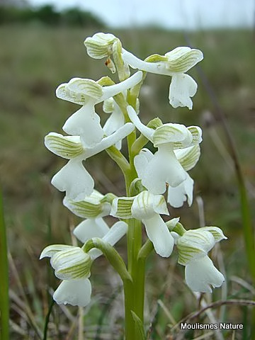 Green-winged Orchid (Orchis morio)