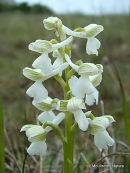 Green-winged Orchid (Orchis morio)