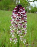 Burnt Orchid (Orchis ustulata)