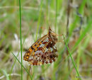 Weaver's Fritillary (Clossinia dia)