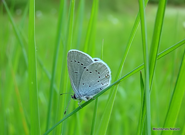 Provencal Short-tailed Blue (Everes alcetas) M