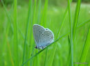 Provencal Short-tailed Blue (Everes alcetas) M