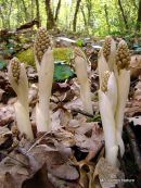 Bird's Nest Orchids (Neottia nidus-avis)