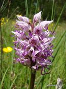 Monkey Orchid (Orchis simia)