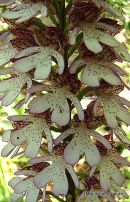 Lady Orchid (Orchis purpurea)