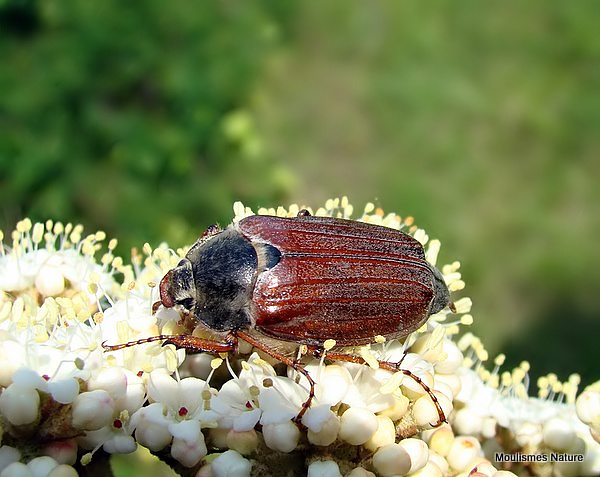 Cockchafer (Melolontha melolontha)
