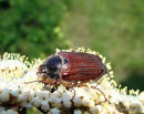 Cockchafer (Melolontha melolontha)