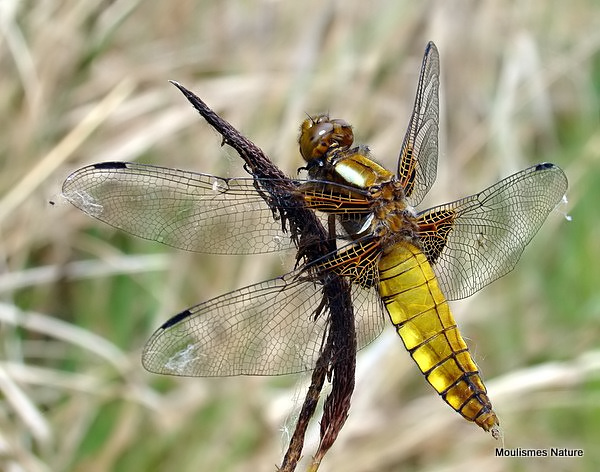 Broad-bodied Chaser (Libellula depressa) F