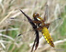 Broad-bodied Chaser (Libellula depressa) F
