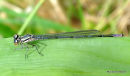 Azure Damselfly (Coenagrion puella) M-Imm
