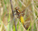 Broad-bodied Chaser (Libellula depressa) M-Imm