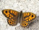 Wall Brown (Lasiommata megera) M