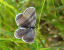 Short-tailed Blue (Everes argiades) F