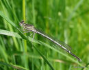 White-legged Damselfly (Platycnemis pennipes) M-Imm