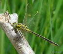 Western Clubtail (Gomphus pulchellus) M, Le Gomphe gentil