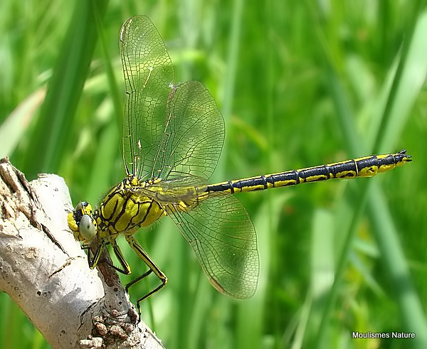 Western Clubtail (Gomphus pulchellus) M