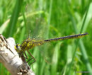 Western Clubtail (Gomphus pulchellus) M