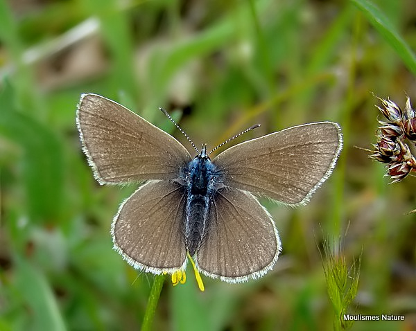 Mazarine Blue (Cyaniris semiargus) F