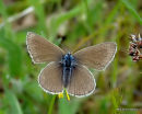 Mazarine Blue (Cyaniris semiargus) F
