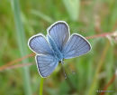 Mazarine Blue (Cyaniris semiargus) M