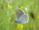 Mazarine Blue (Cyaniris semiargus) M