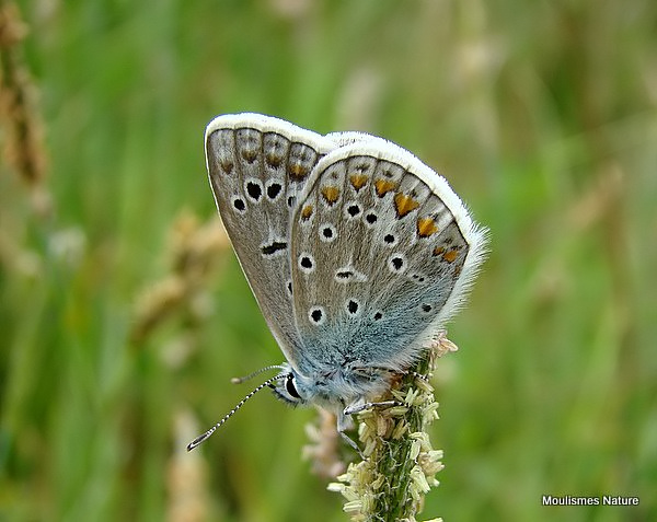 Common Blue (Polyommatus icarus) M