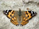 Painted Lady (Vanessa cardui)