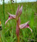Tongue Orchid (Serapias lingua)