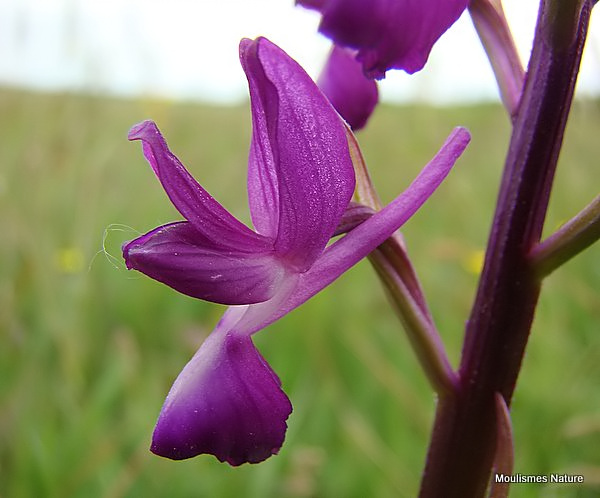 Loose-flowered Orchid (Orchis laxiflora)
