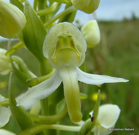 Greater Butterfly Orchid (Platanthera chlorantha)