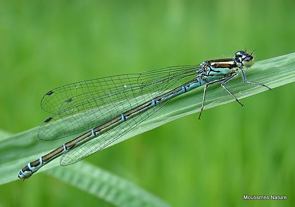Azure Damselfly (Coenagrion puella) F