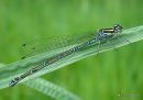 Azure Damselfly (Coenagrion puella) F