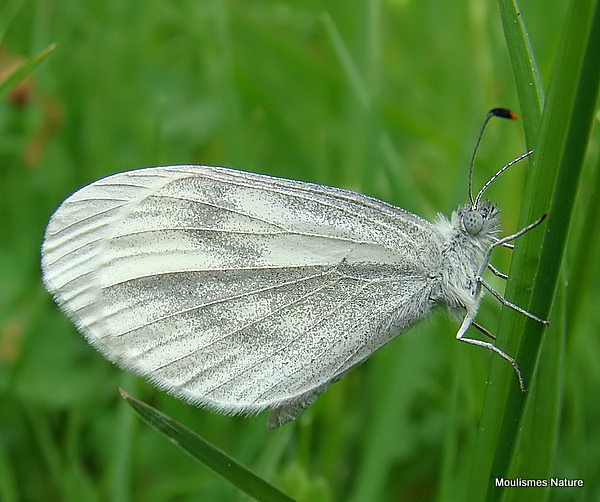 Wood White (Leptidea sinapis) F