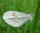 Wood White (Leptidea sinapis) F