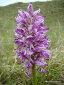 Military Orchid (Orchis militaris), Orchis militaire
