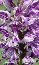 Military Orchid (Orchis militaris)