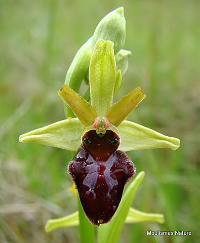 Early Spider Orchid (Ophrys sphegodes)