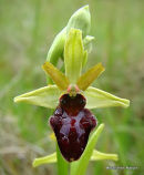 Early Spider Orchid (Ophrys sphegodes)