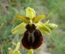 Early Spider Orchid (Ophrys sphegodes)
