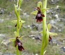 Fly Orchid (Ophrys insectifera)