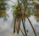 Emperor (Anax imperator) F