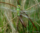 Emperor (Anax imperator) F