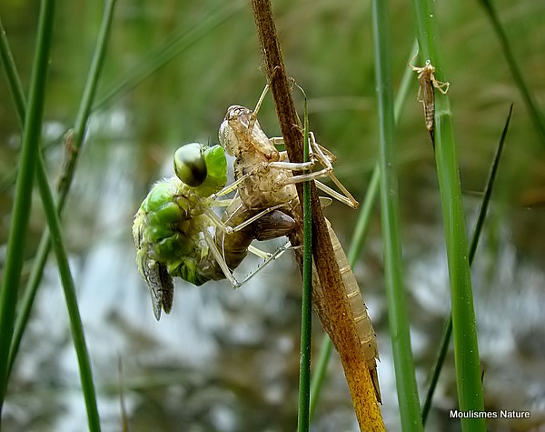 Emperor (Anax imperator) F