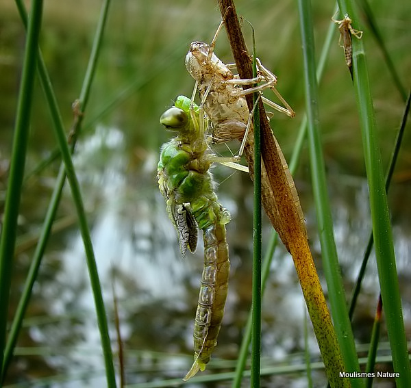 Emperor (Anax imperator) F